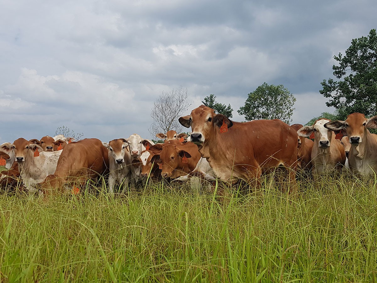 Weaner grazing area at PT Buana Karya Bhakti, IACCB partner in Tanah Bumbu, South Kalimantan