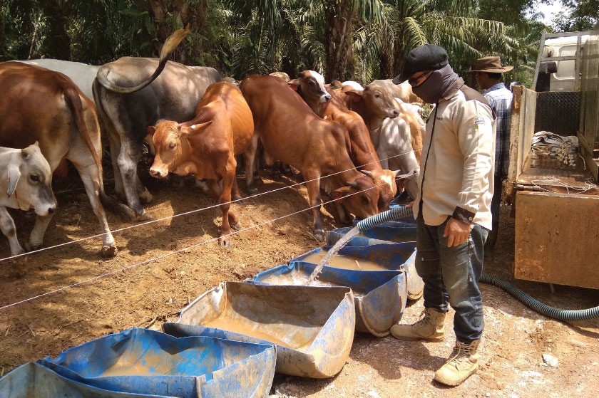 Ranch workers provide water for the cattle at PT BKB, one of IACCB’s partners for SISKA