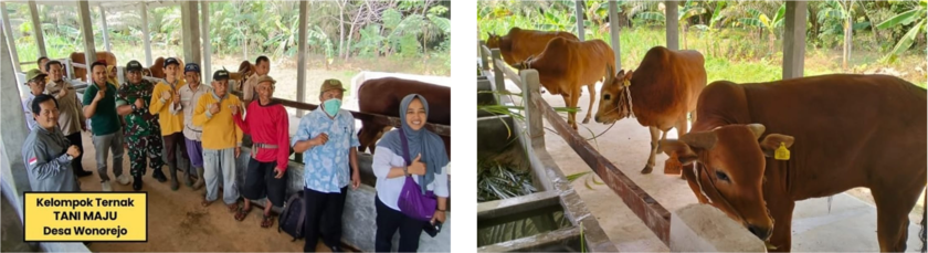 Tani Maju Farmer Cluster in Tanah Bumbu District receives bulls from the central government 