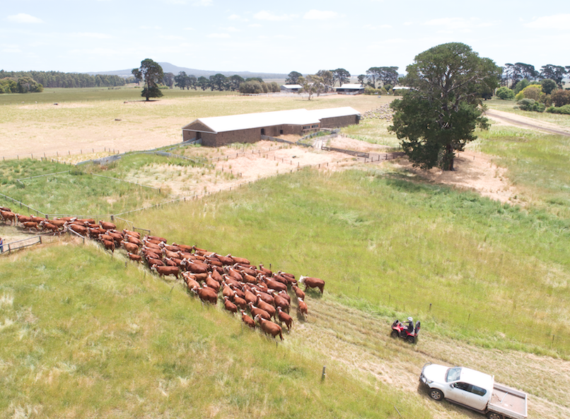A drone being used to monitor cattle in Australia Photo Credit: Meat and Livestock Australia