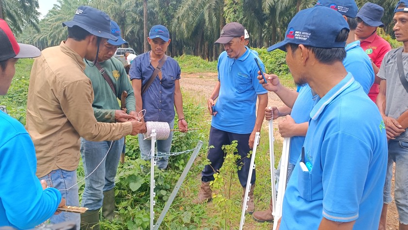 Cluster members learn how to install an electric fence in cattle grazing area in a palm oil plantation.