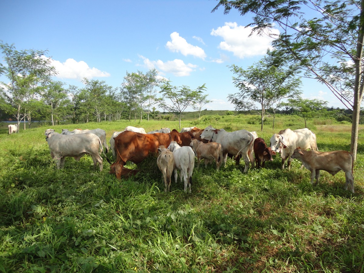 Cattle grazing on a hill in East Kalimantan