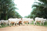 Cattle under the SISKA rotational grazing model being moved from one oil palm block to another using an electric fence.