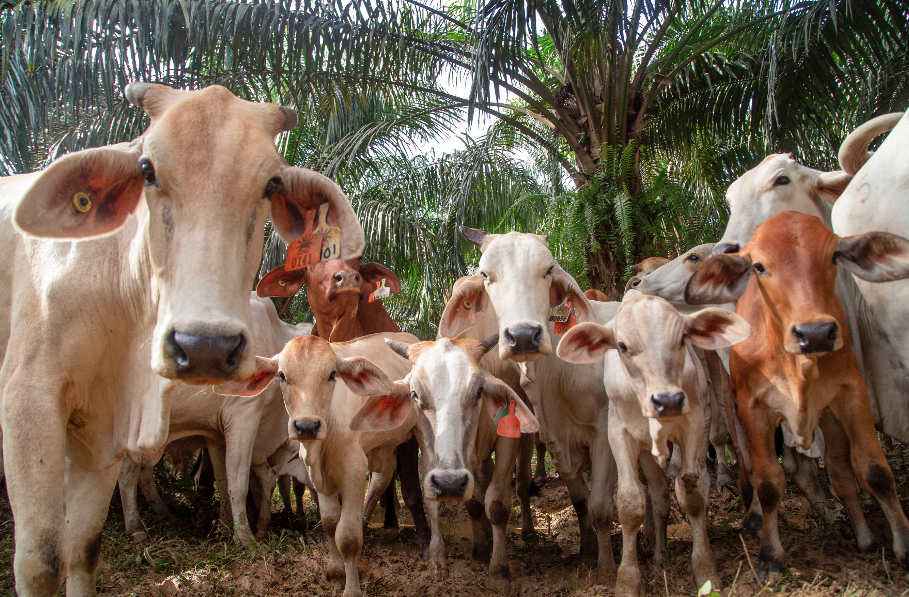 Healthy growers at PT BKB, South Kalimantan, a SISKA (cattle under palm) cattle breeding operation