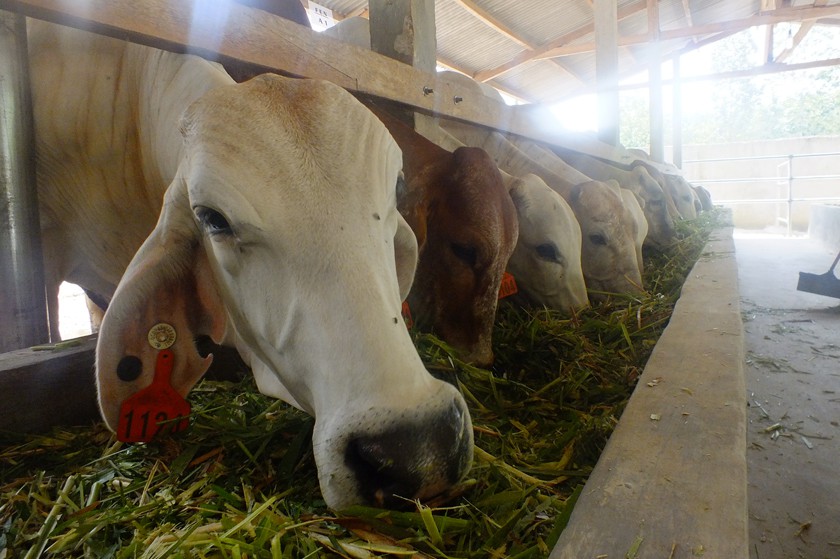 KPT-MS in Lampung had produced 239 calves and were awaiting birth from 21 pregnant cows.