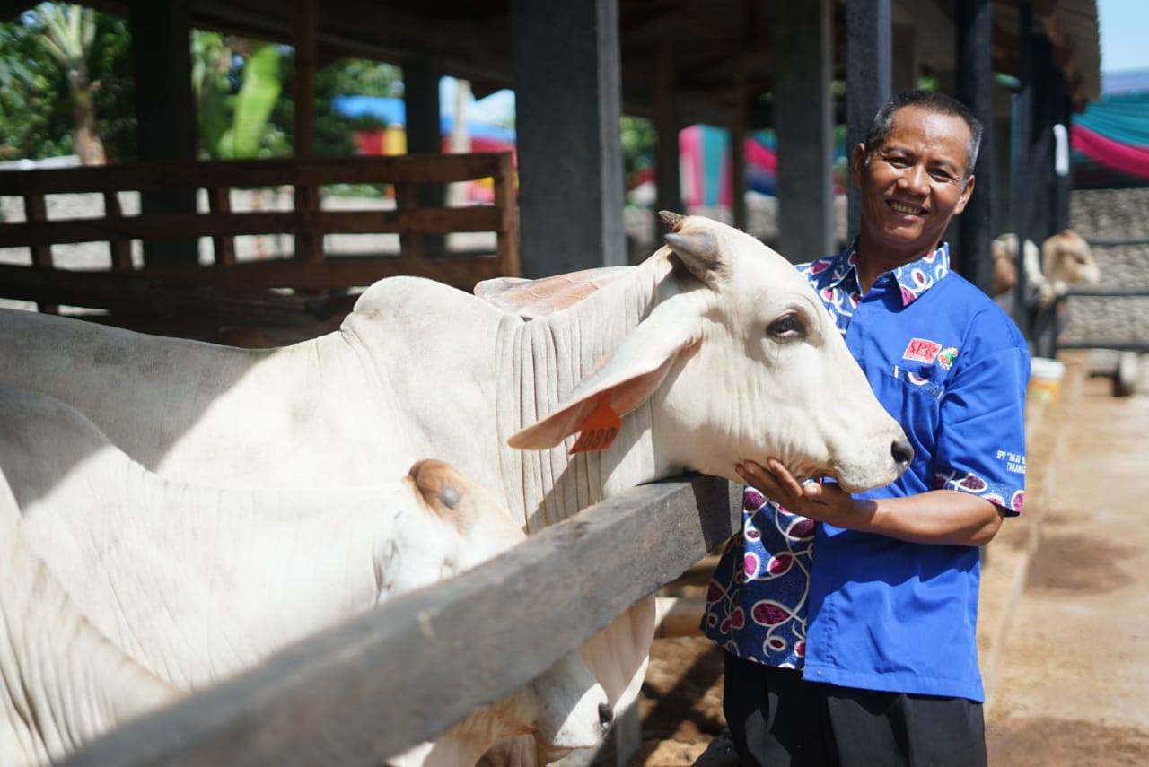 Mr Supardi, a member of KPT MS who is responsible for daily management of the Brahman Cross