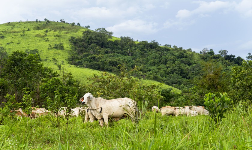 Herd of cattle grazing open pasture in PT CAP South Kalimantan