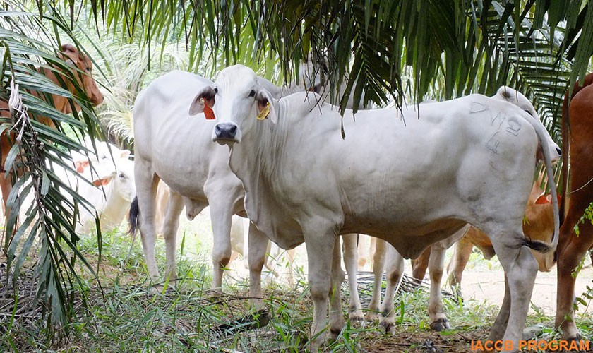 Breeding: Heifers under palm tree on IACCB’s Integrated oil palm and cattle production pilot project