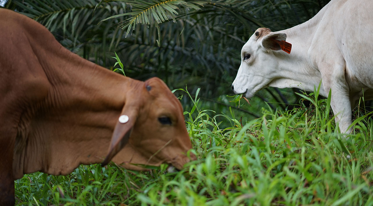 Cattle grazing under palm trees at PT.Buana Karya Bhakti, South Kalimantan