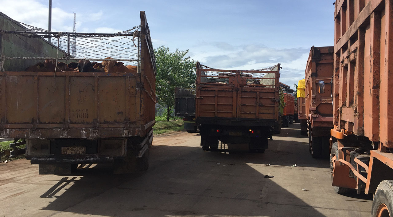 Transporting cattle from the ports to feedlots or abattoirs
