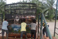 Development of a Best Practice Guide for the Transport of Cattle in Indonesia