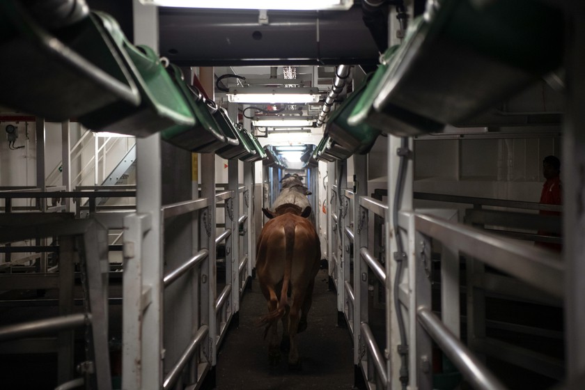 Cattle being loaded from trucks in Darwin onto a ship bound for Indonesia Photo Credit: Live Corp