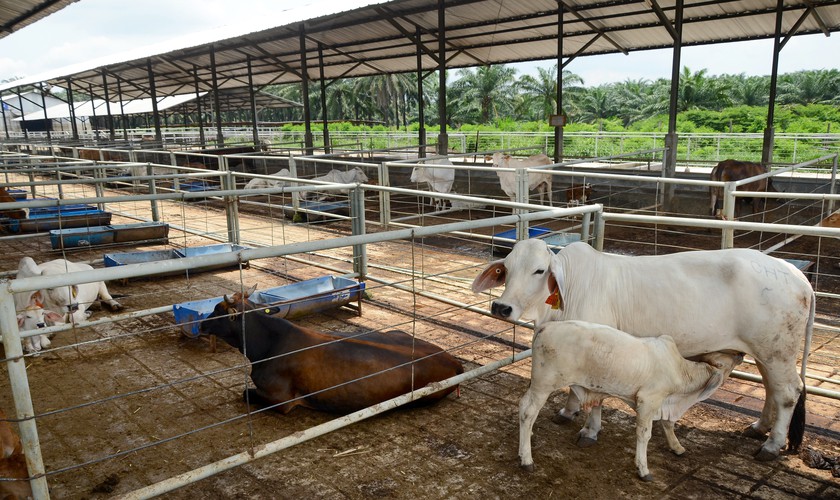 Calves and their mothers in a new breedlot owned by PT Superindo Utama Jaya in Lampung