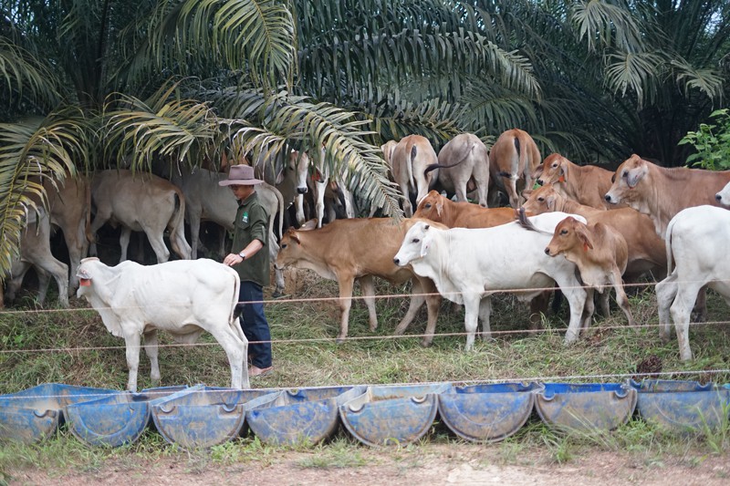 Daily cattle feeding in the palm plantation of PT. Buana Karya Bhakti (BKB) in South Kalimantan