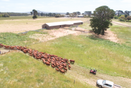 A drone being used to monitor cattle in Australia Photo Credit: Meat and Livestock Australia